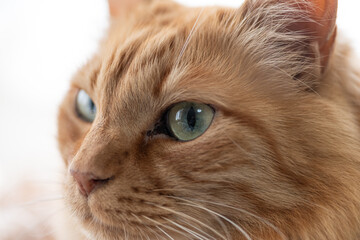 Fototapeta premium 窓辺でくつろぐ可愛い猫 茶トラ