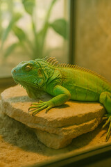 Fototapeta premium A vibrant green iguana resting peacefully on a rock, surrounded by natural light and greenery.