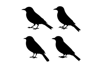 Four black birds perched on a white background art