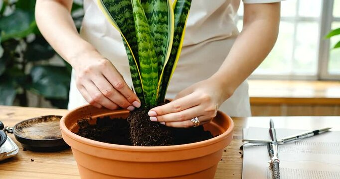 A person repotting a snake plant in a terracotta pot, surrounded by gardening tools and greenery