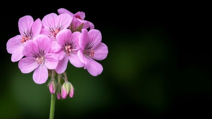Fototapeta premium Delicate Pink Flowers Against a Soft Green Background in Natural Light