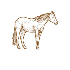 Detailed hand-drawn horse sketch
