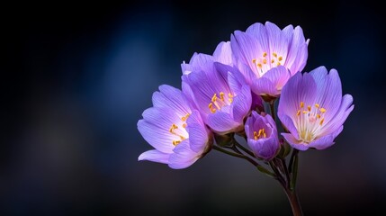Fototapeta premium Delicate Purple Blossoms Glowing Under Soft Light Against Dark Background