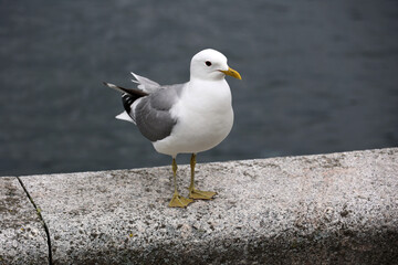 Dominican gull in the harbor of the Norwegian city of Stavanger   