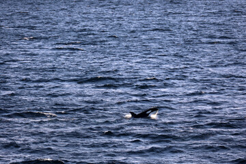 Orca whale or killer whale in the Lofoten region of Nordland, Norway 