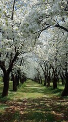 Fototapeta premium Blossom lined pathway springtime