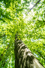 Fototapeta premium Dense forest, trees. Sun rays, green leaves, grass.