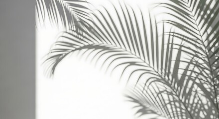 Serene Palm Leaf Shadows Minimalist White Background Photo