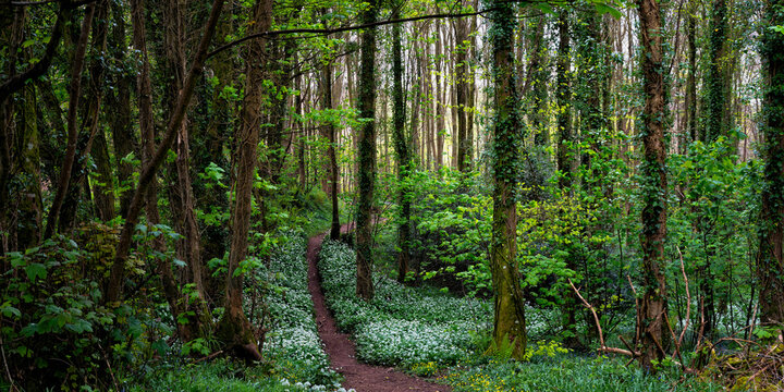 Scenic view of a lush forest path in Stackpole woods, Pembrokeshire, Wales