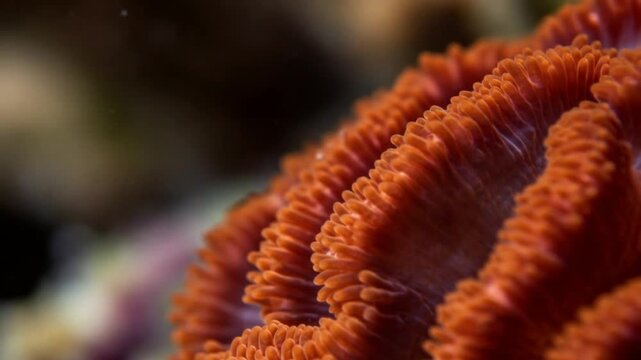 Orange corals textured wavelike surface