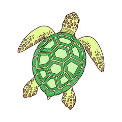 Fototapeta premium Green Sea Turtle Hand Drawn Illustration