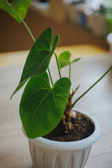 Houseplant. Anthurium leaf close-up.