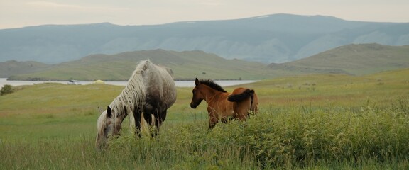 The small brown foal walks on meadow. The foal and her mother graze. The beautiful landscape at wildlife. Little baby young horse walks on green field. Concept of freedom wild animals, scenery nature