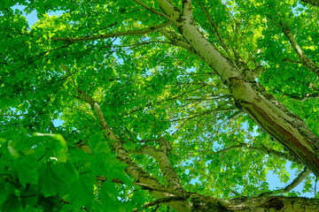 The foliage of an old plane tree seen from below.