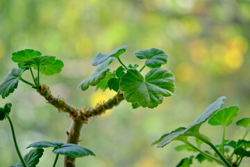 prunes a geranium. Spring pruning of geraniums