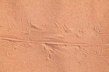 Animal track on the sand, red Aztec Sandstone outcrops. Rainbow Vista Trailhead, Valley of Fire...