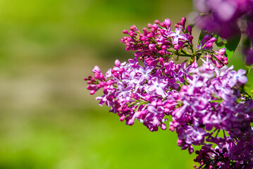 Pink lilac blooms in the Botanical garden