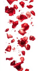 Falling Red Rose Petals on White Background