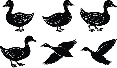 Set duck  of silhouettes of withe Background  