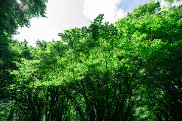 Fototapeta premium Dense forest, trees. Sun rays, green leaves, grass.