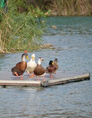 Fototapeta premium ducks on the lake