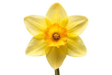 daffodil flower image isolated on transparent © Zarif