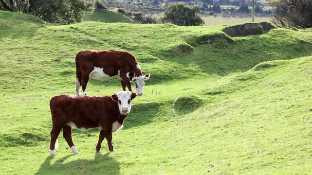 Hereford Cattle Grazing in Lush New Zealand Pasture