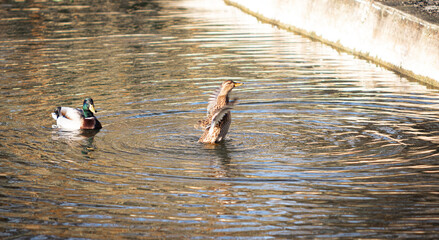 Two mallard ducks in a pond, one flapping its wings creating ripples, and the other swimming nearby in the golden sunlight