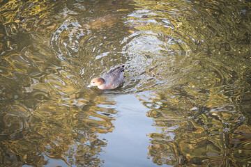 An overhead view of a duck swimming in a pond, creating ripples on the water's surface, reflecting the surrounding trees