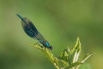 Gebänderte Prachtlibelle
