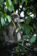 Monkey photo that i have took