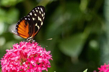 Heliconius hecale Butterfly feeding on flowers. High quality photo