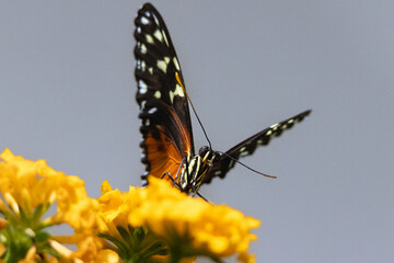 Heliconius hecale Butterfly feeding on flowers. High quality photo