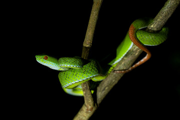 Ruby-eyed Green Pitviper - Trimeresurus rubeus, beautiful green venomous snake native to forests...