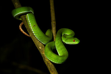 Ruby-eyed Green Pitviper - Trimeresurus rubeus, beautiful green venomous snake native to forests and bushes of Southeast Asia, Vietnam.