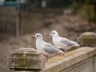 seagull on a post