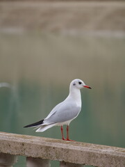 black headed gull