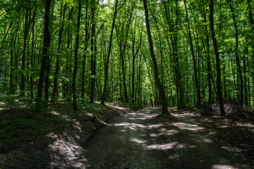 Obraz premium Dense forest, trees. Sun rays, green leaves, grass.