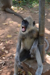 singe langur gris touffu (emnopithecus priam) hurlant, bouche ouverte, montrant ses dents, assis près d’un arbre à anuradhapura au Sri lanka