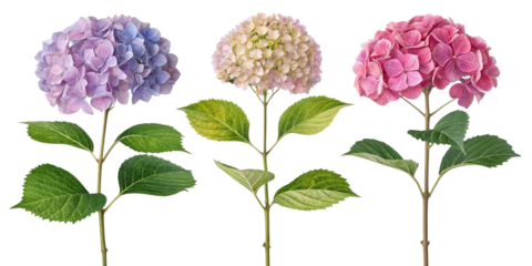 Vibrant Hydrangea Blooms A Trio of Pastel Colors
