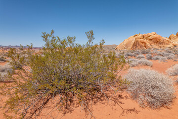 Larrea tridentata, called creosote bush, greasewood, and chaparral is a medicinal herb. Rainbow...