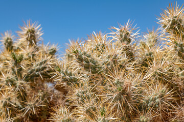 Fototapeta premium Cylindropuntia echinocarpa is a species of cactus, silver cholla, golden cholla, and Wiggins' cholla. Opuntia echinocarpa. Rainbow Vista Trail, Valley of Fire State Park, Clark County, Nevada