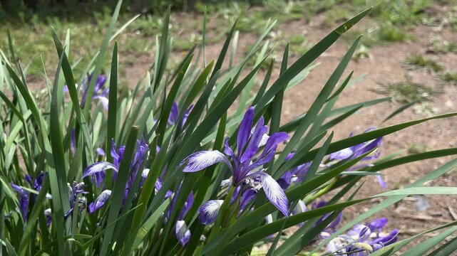 Iris versicolor is also commonly known as the blue flag, harlequin blueflag, larger blue flag, northern blue flag, and poison flag	