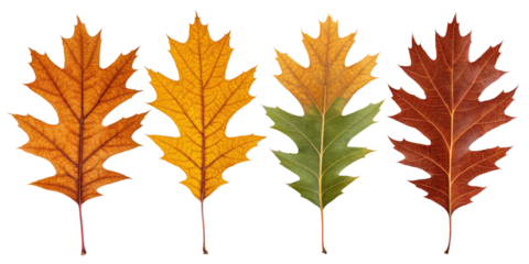 Autumn's Embrace A Collection of Vibrant Oak Leaves in Autumnal Hues