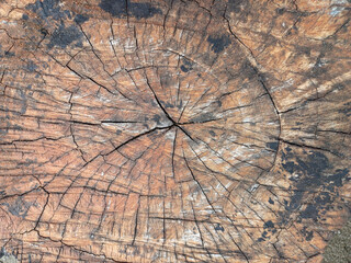 Tree rings old weathered wood texture with the cross section of a cut log. design,  background, ...