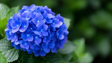 Vibrant Blue Flower Cluster With Lush Green Leaves