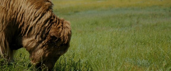 The long hair muskox on the summer lush meadow, happily munching on the juicy green grass beneath...