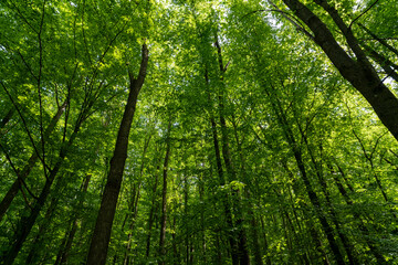 Dense forest, trees. Sun rays, green leaves, grass.