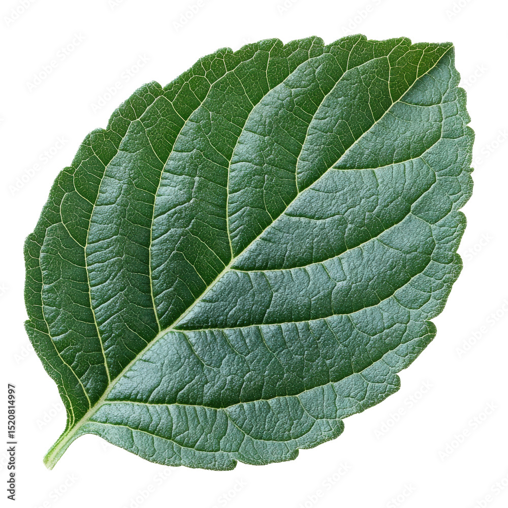 Aufkleber Single green leaf with detailed, textured surface and visible veins, isolated on transparency background. leaf intricate pattern and vibrant color create natural and fresh appearance