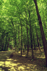 Dense forest, trees. Sun rays, green leaves, grass.